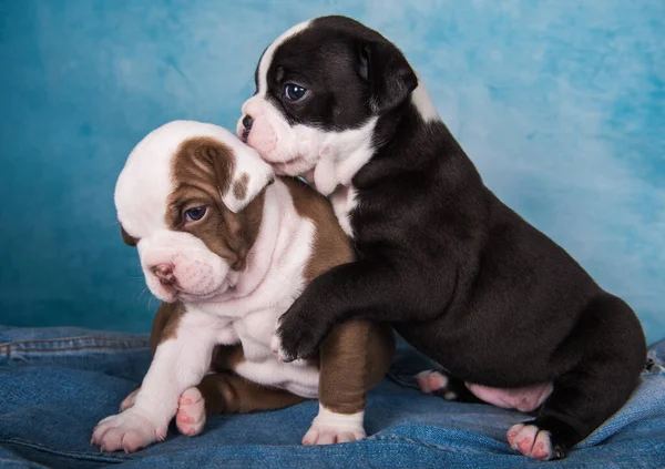 Dos Divertidos American Bullies Cachorros Color Marrón Chocolate Negro Sobre — Foto de Stock