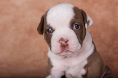 Kahverengi komik çikolata rengi Amerikan zorbalarının yavru köpekleri kahverengi arka planda