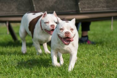 İki Amerikalı zorba köpek oynuyorlar.