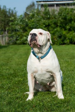 Beyaz önlüklü Amerikan Bulldog 'u evi koruyor.