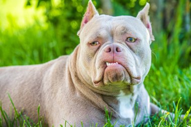 Leylak rengi Amerikan Kabadayı köpeği dışarıdaki evi koruyor.