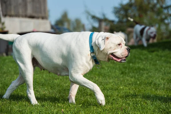 White Coat American Bulldog Dog Guards House Yard — Stock Photo, Image