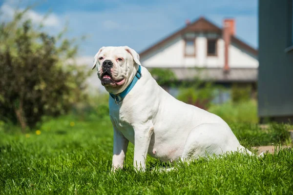 Λευκό παλτό American Bulldog φυλάει το σπίτι — Φωτογραφία Αρχείου