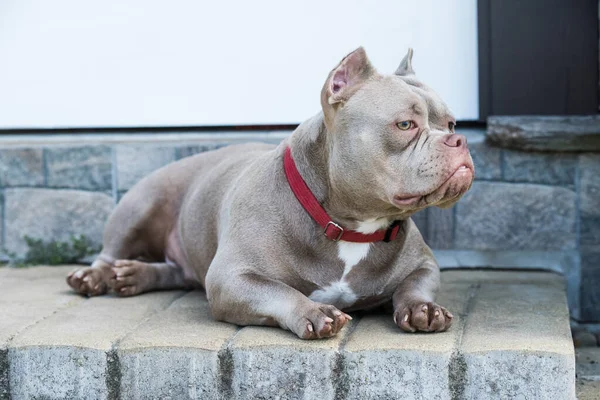 Color lila American Bully perro vigila la casa fuera — Foto de Stock