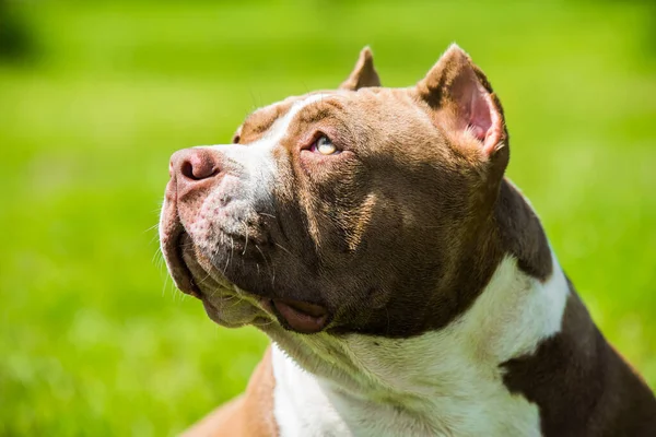 Cor de chocolate American Bully cão está na grama verde — Fotografia de Stock