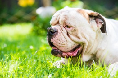 Dışarıdaki güçlü görünümlü Beyaz Amerikan Bulldog 'unun profil portresi..