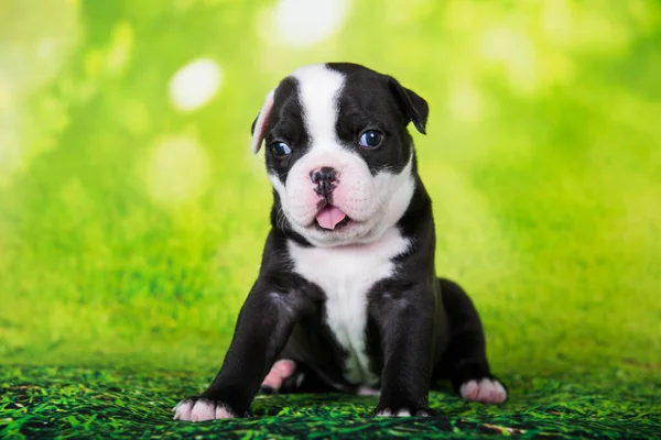 Bianco Nero Colore Cappotto Americano Bulli Cucciolo Cane Sfondo Verde — Foto Stock