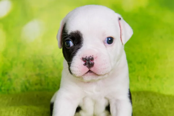 Primer Plano Blanco Negro Capa Color American Bullies Cachorro Perro — Foto de Stock