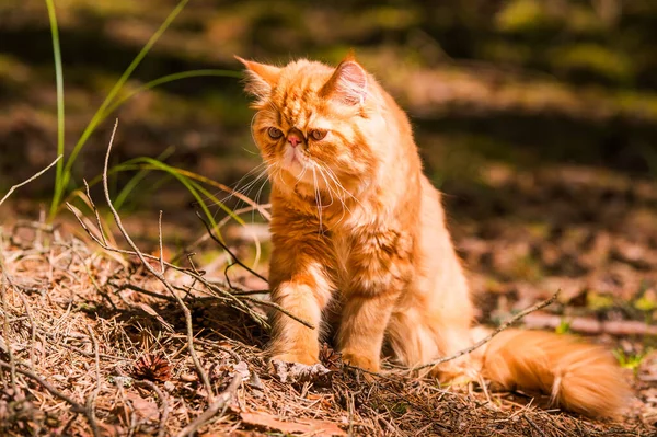 Divertido Joven Lindo Gato Persa Rojo Con Grandes Ojos Redondos —  Fotos de Stock