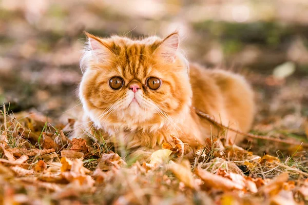 Joven Lindo Gato Persa Rojo Con Grandes Ojos Redondos Color — Foto de Stock