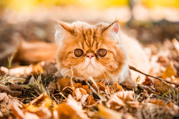 Junge Niedliche Rote Perserkatze Mit Großen Orangen Runden Augen Mit — Stockfoto