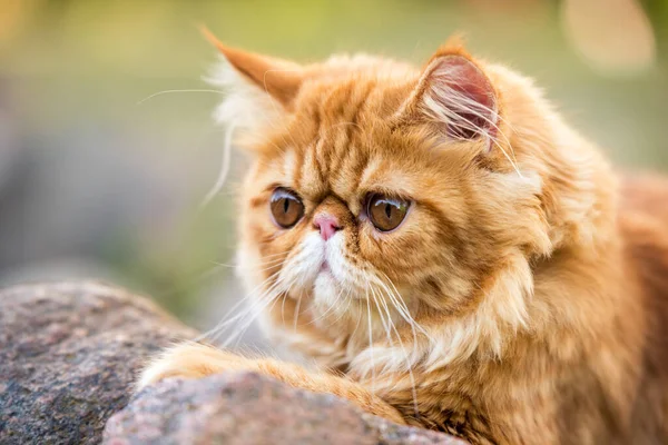 Rolig Ung Söt Röd Persisk Katt Porträtt Med Koppel Promenader — Stockfoto