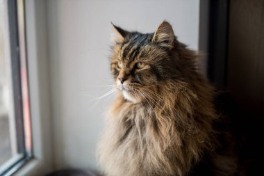 Norveçli orman kedisi pencereden dışarı bakan portreyi kapat.