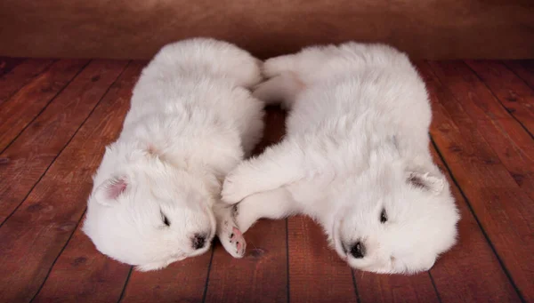 Két Kicsi Egy Hónapos Aranyos Fehér Samoyed Kölykök Kutyák Fából — Stock Fotó