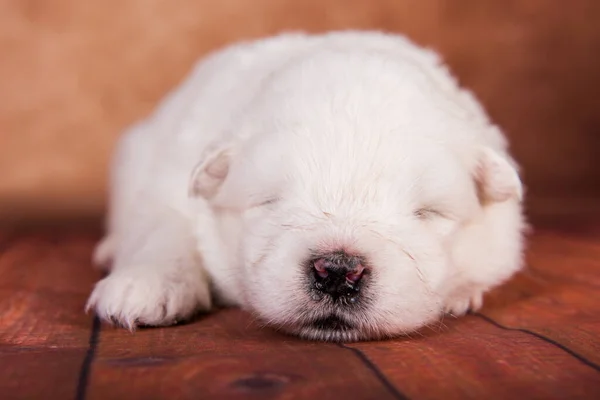 白いふわふわ小さなサモイドの子犬犬上の茶色の背景 — ストック写真