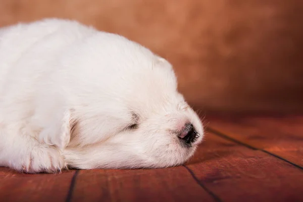 Witte Pluizige Kleine Samoyed Puppy Hond Bruine Achtergrond — Stockfoto