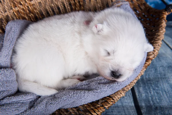 Branco Fofo Pequeno Cachorrinho Samoyed Cão Uma Cesta Frente Fundo — Fotografia de Stock