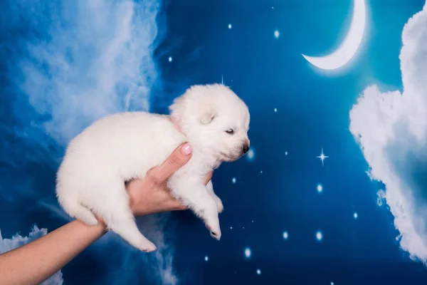 White Fluffy Small Samoyed Puppy Dog Hands Front Blue Background — Stock Photo, Image