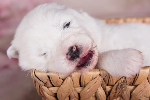 Branco Fofo Pequeno Cachorrinho Samoyed Cão Duas Semanas Idade Cesta — Fotografia de Stock