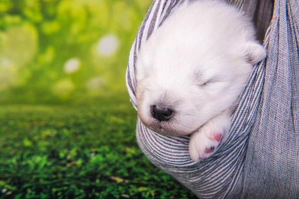 Wit Pluizig Klein Samoyed Puppy Hond Twee Weken Oud Een — Stockfoto