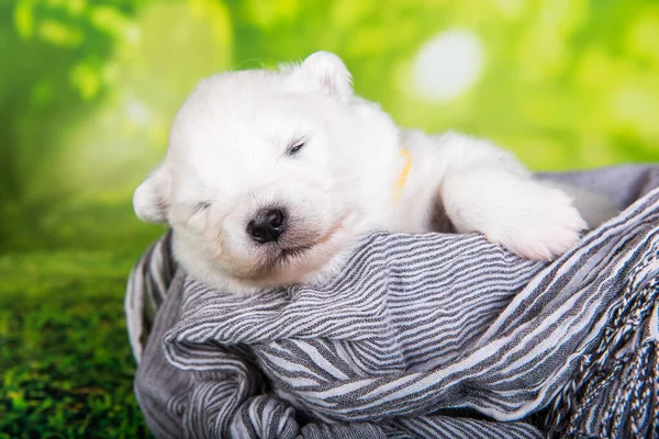 White Fluffy Small Samoyed Puppy Dog Two Weeks Age Basket — Stock Photo, Image