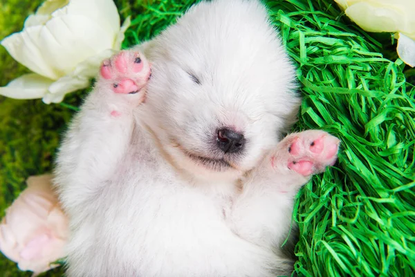 Grappig Wit Pluizig Klein Samoyed Puppy Hond Twee Weken Oud — Stockfoto