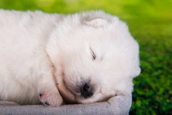 Fehér Bolyhos Kis Samoyed Kiskutya Két Hetes Kortól Kosárban Zöld — Stock Fotó