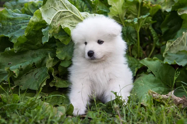 Blanco Esponjoso Perro Cachorro Samoyed Planta Ruibarbo Ruibarbo Fresco Creciendo —  Fotos de Stock