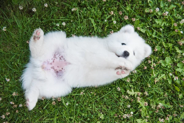 Grappig Samoyed Puppy Hond Bovenaanzicht Tuin Het Groene Gras Klaver — Stockfoto