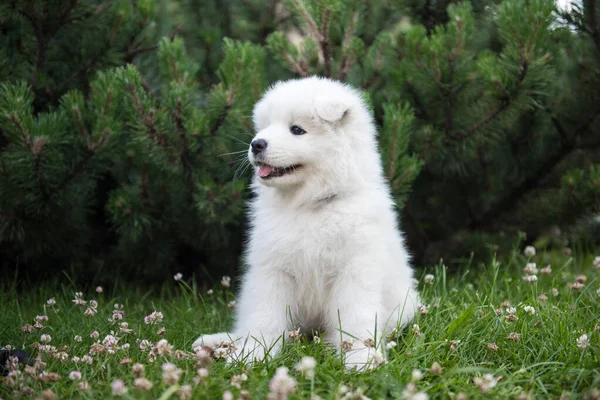 Cachorro Divertido Samoyed Jardín Verano Hierba Verde —  Fotos de Stock