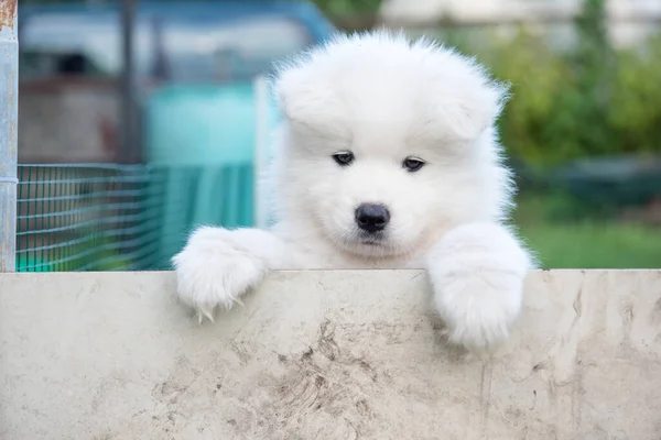 White Fluffy Funny Samoyed Puppy Peeking Out Fence — Stock Photo, Image