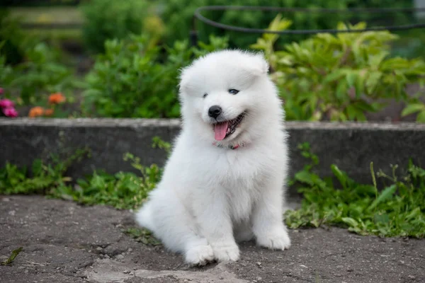 Αστεία Samoyed Κουτάβι Στον Καλοκαιρινό Κήπο Στο Δρόμο — Φωτογραφία Αρχείου