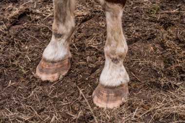 Close up of brown horse legs and hooves. clipart