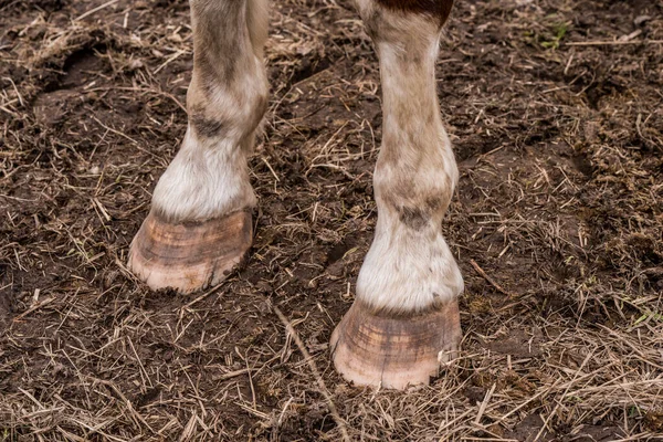 Close Brown Horse Legs Hooves — Stock Photo, Image