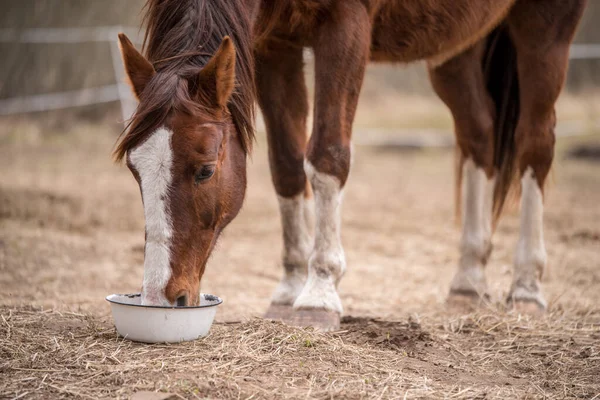 Red Bay Horse Eating Her Feed Out Rubber Pan Pasture — Stock Photo, Image