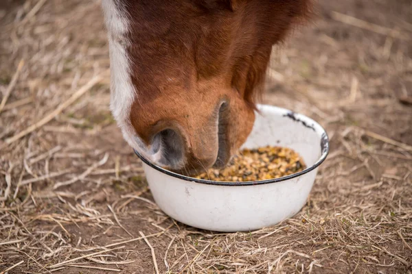 Red Bay Horse Eating Her Feed Out Rubber Pan Pasture — Stock Photo, Image