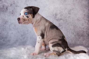 Louisiana Catahoula Leopar Köpek Gri arka planda oturuyor