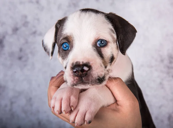 Louisiana Catahoula Leopard Dog Szczeniak Zbliżenie Portret Rękach Szarym Tle — Zdjęcie stockowe