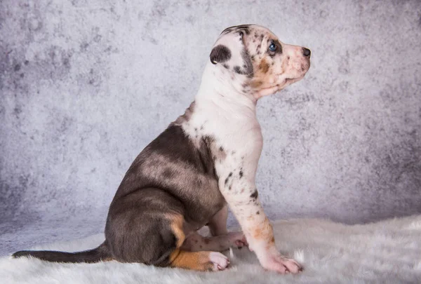 Louisiana Catahoula Leopard Pies Szczeniak Siedzi Szarym Tle — Zdjęcie stockowe