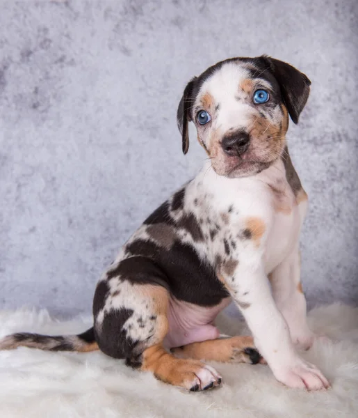 Louisiana Catahoula Leopard Pies Szczeniak Siedzi Szarym Tle — Zdjęcie stockowe