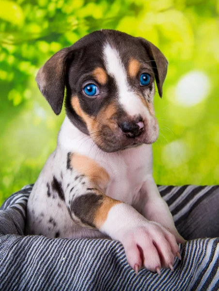 ルイジアナ州Catahoulaヒョウ犬子犬クローズアップポートレート上の緑の背景 — ストック写真