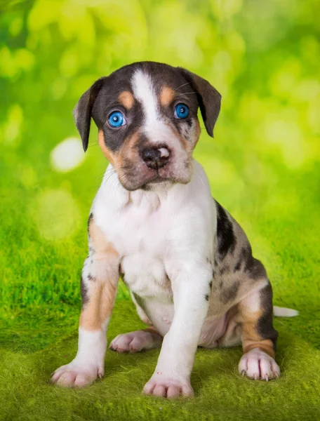 Louisiana Catahoula Leopard Dog Filhote Cachorro Close Retrato Fundo Verde — Fotografia de Stock