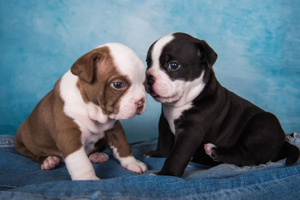 Two funny American Bullies puppies chocolate brown and black color on blue jeans background