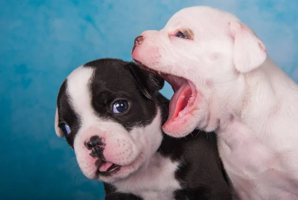 Twee Grappige Amerikaanse Pestkoppen Puppies Chocolade Witte Kleur Jas Blauwe — Stockfoto