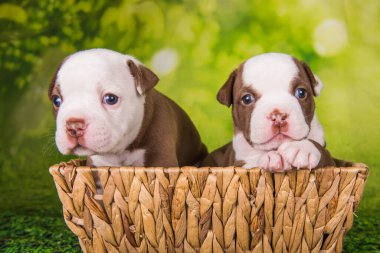 İki komik Amerikalı zorba köpek yavruları yeşil arka planda sepetin üzerinde çikolata rengi palto var.