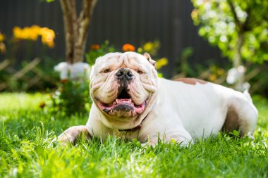 Yeşil çimlerin üzerinde güçlü görünüşlü beyaz Amerikan Bulldog 'unun portresi.