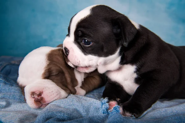 Two funny American Bullies puppies on blue background — Stock Photo, Image