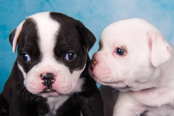 Two funny American Bullies puppies on blue jeans background — Stock Photo, Image
