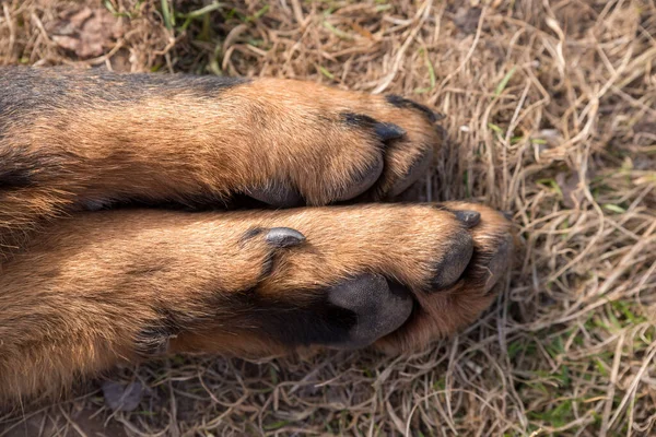 Grandes patas de perro Beauceron cerca de fondo — Foto de Stock