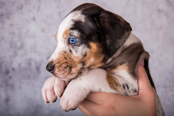 ルイジアナ州Catahoulaヒョウ犬子犬オン手 — ストック写真